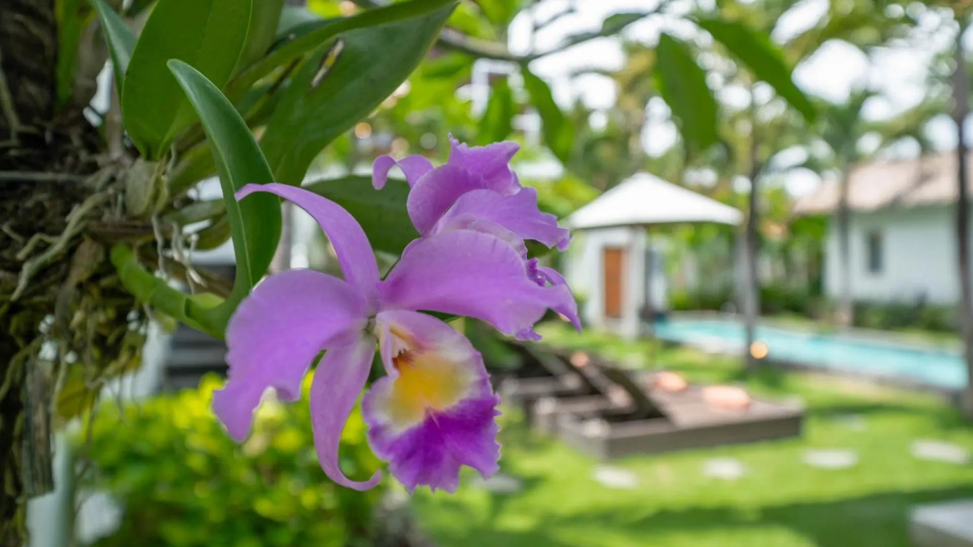 Villa Palm Tree - Huge 4Bd Villa Center Seminyak  סמיניאק